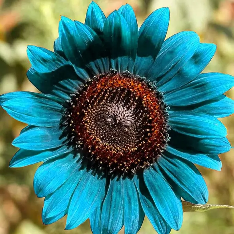 🌻 Napraforgó – kerted ragyogó varázsa minden évszakban ✨🔥 50% kedvezmény csak most! 💛