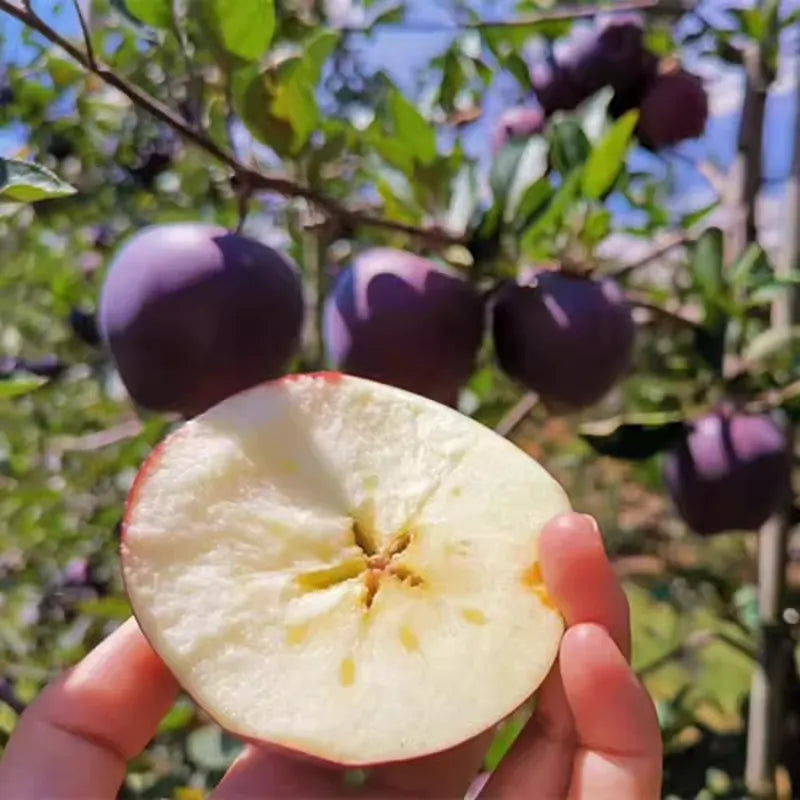🔥 Ritka Black Diamond almamagok 🍏 Termessz lenyűgöző sötét almákat otthon! 🌱