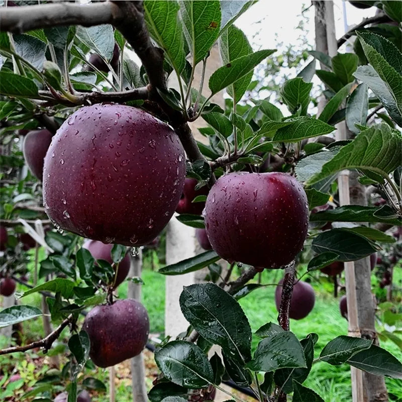 🔥 Ritka Black Diamond almamagok 🍏 Termessz lenyűgöző sötét almákat otthon! 🌱
