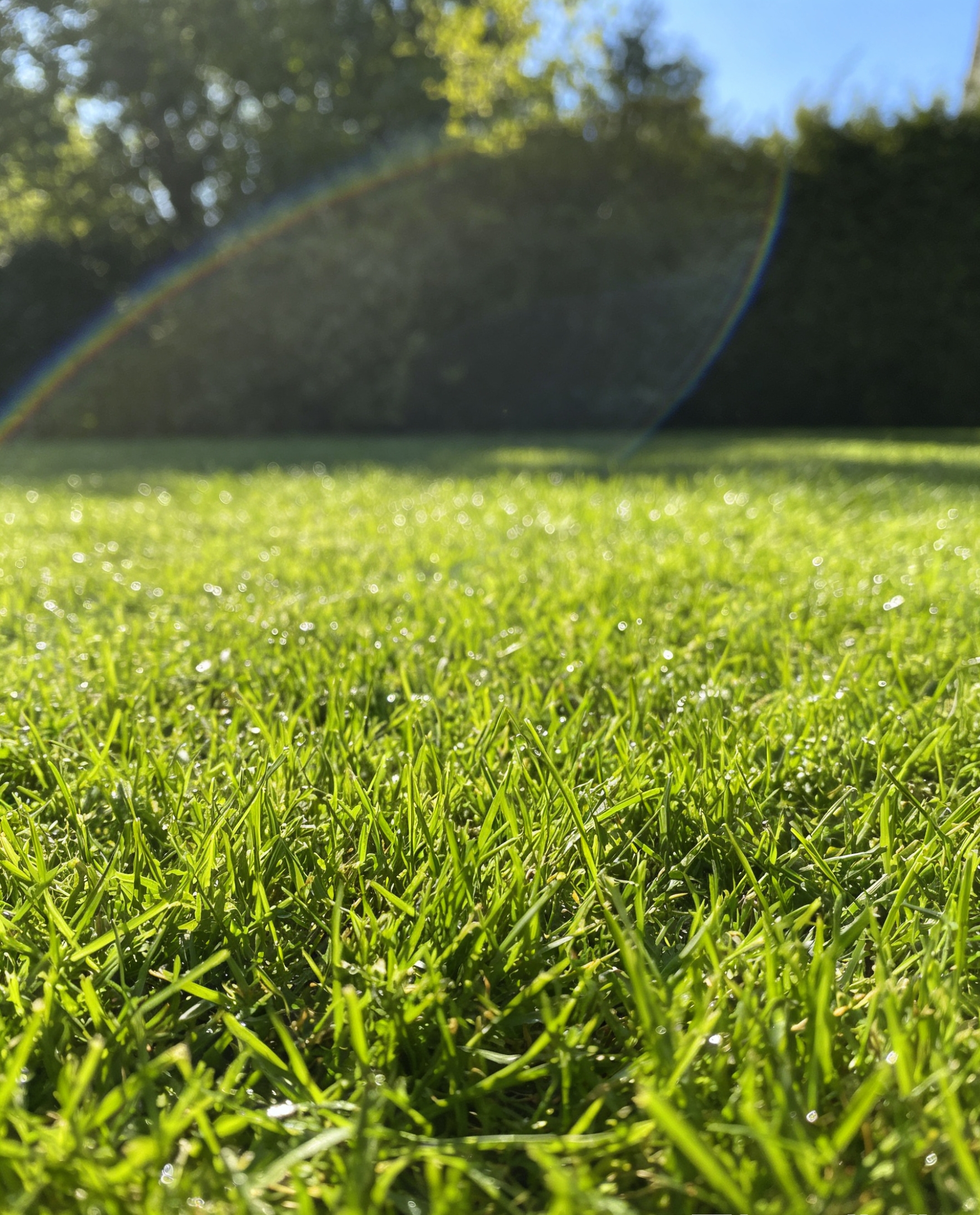 🏆65 000 eladott rendelés!🌱 Négyévszakos örökzöld törpefűmag – sűrű, élénkzöld gyep egész évben! ✨🍃