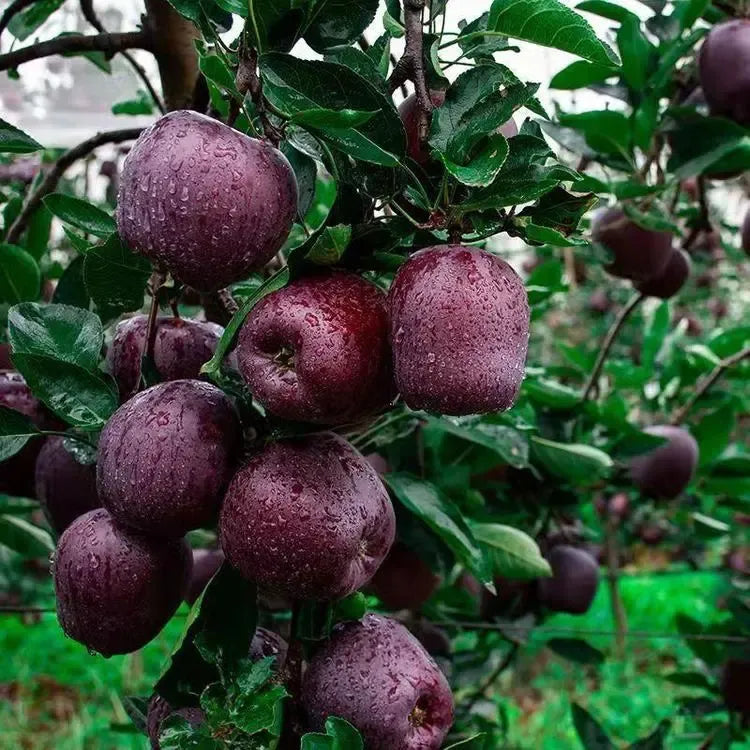 🔥 Ritka Black Diamond almamagok 🍏 Termessz lenyűgöző sötét almákat otthon! 🌱