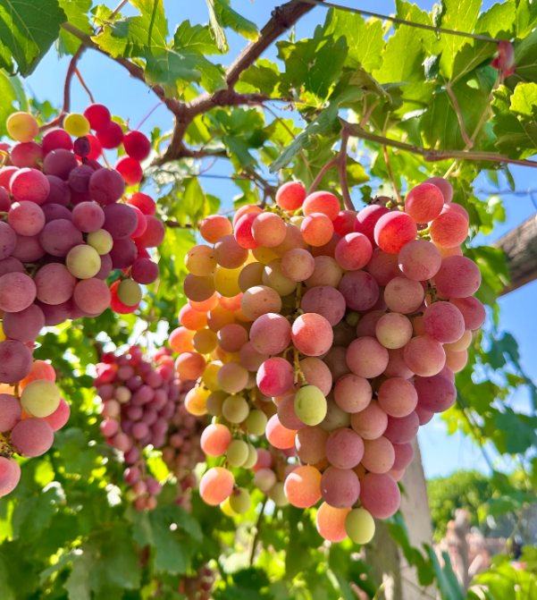 🔥 Extra lédús szőlő magok – Most akcióban! Ne hagyd ki ezt a bőséges, édes termést! 🍇🌿