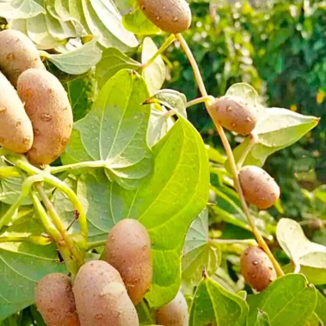 🔥Semínka brambor rostoucí na stromech🥔Líná semínka brambor