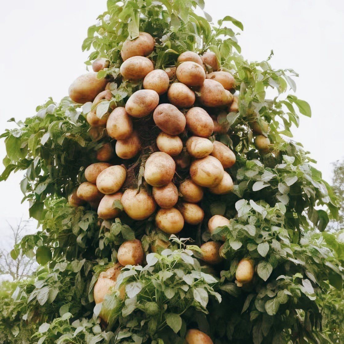 🔥Semínka brambor rostoucí na stromech🥔Líná semínka brambor