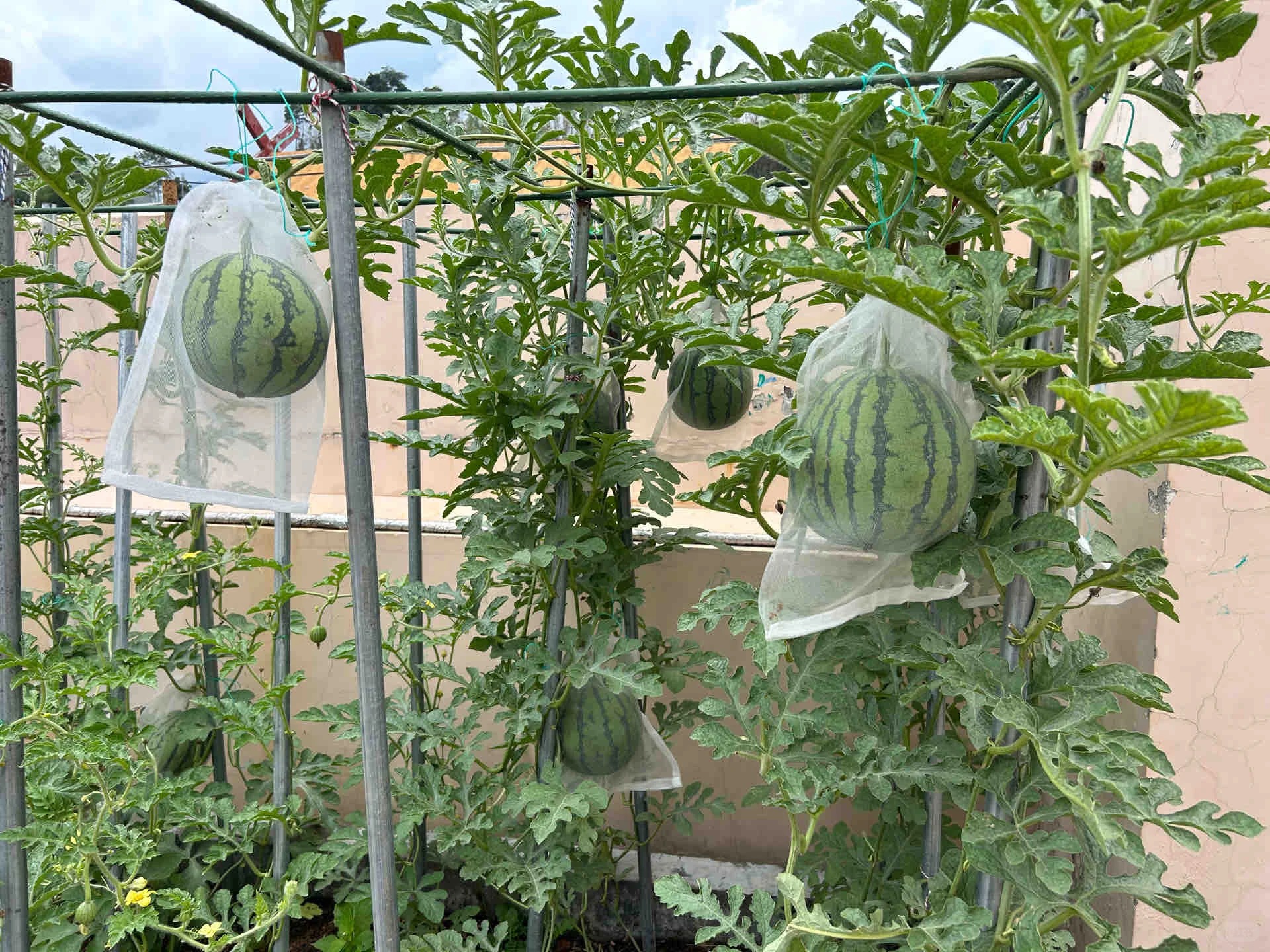🏆🏆 Legnépszerűbb TOP 1! (Időben korlátozott ajánlat: Ingyenes műtrágya)🍉 Mini dinnyemagok lusta kertészeknek – Nem GMO, könnyen termeszthető🌱