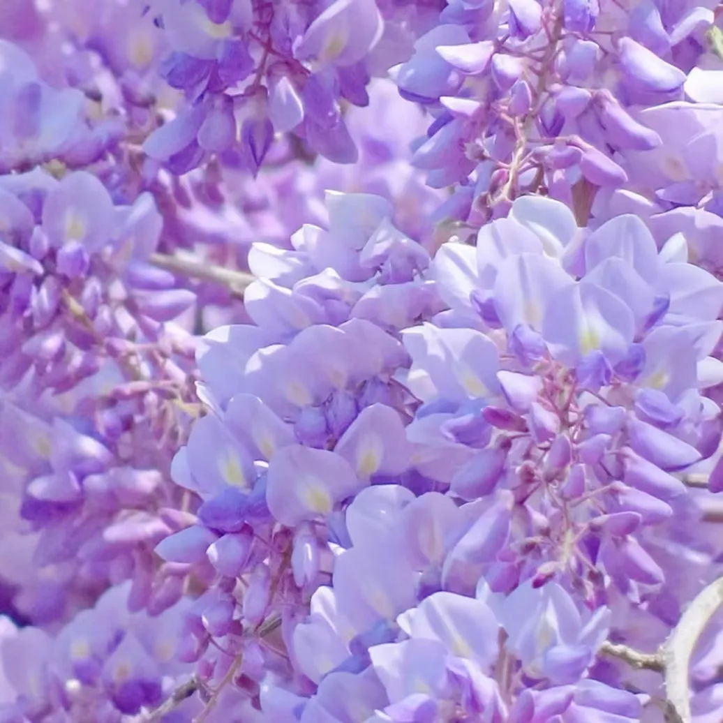 💜🌸 Lila vízesésként virágzó lilaakác, amely varázslatos hangulatot teremt a kertben ✨💜
