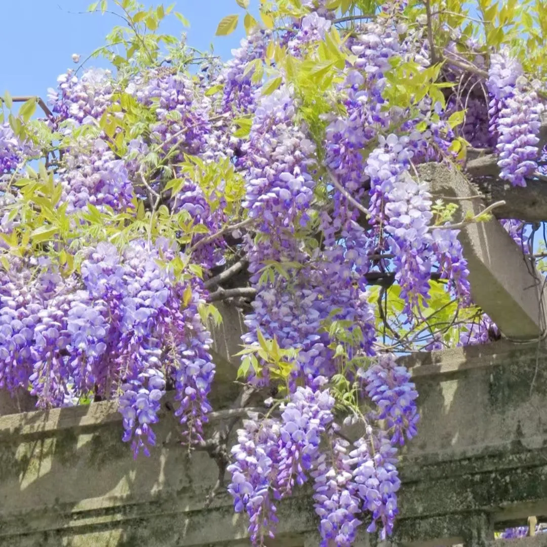 💜🌸 Lila vízesésként virágzó lilaakác, amely varázslatos hangulatot teremt a kertben ✨💜