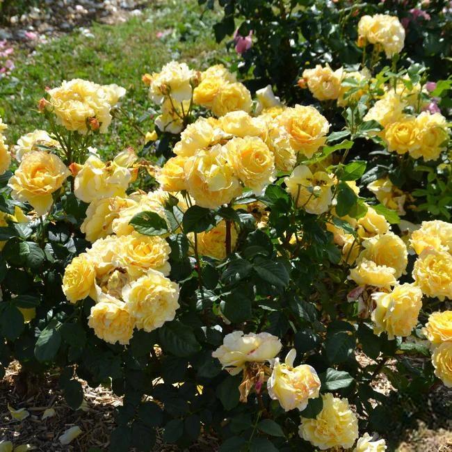 🌸 Рядки семена на катерлива роза Rosa Eden — лесни за отглеждане, ароматни, многогодишни цветове