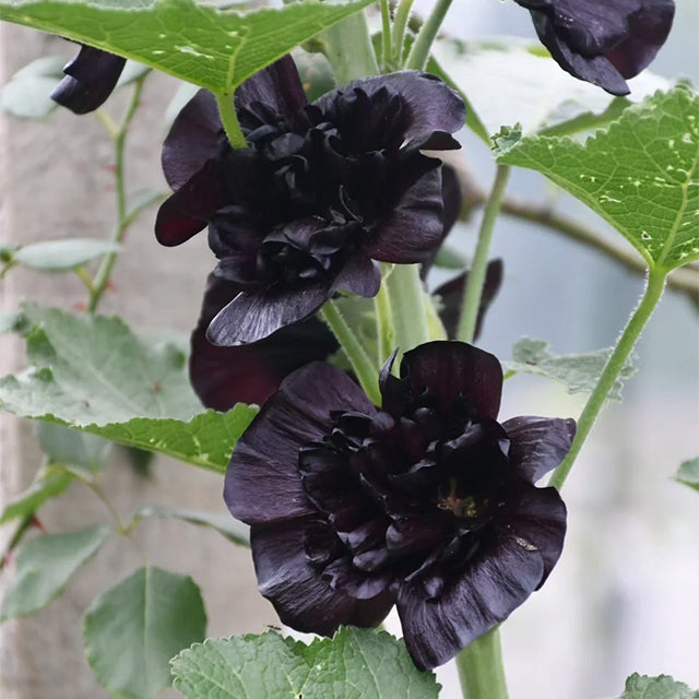 🔥Kora tavaszi virágakció🌸Kétszikű mályva magok - Könnyen termeszthető