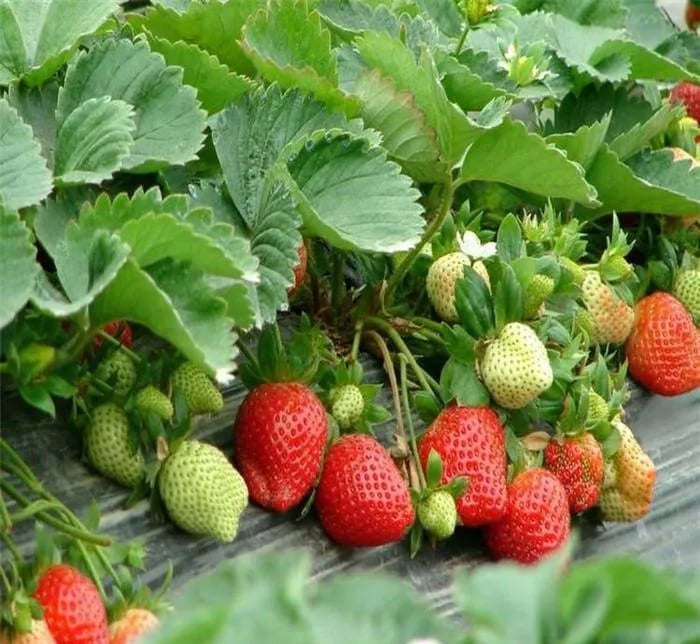 Epermagok egész éves termesztéshez🍓