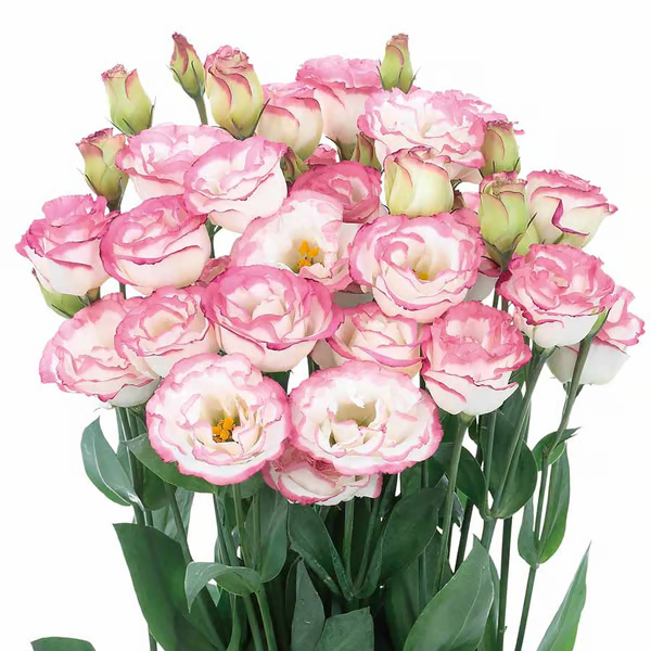 🔥🌸 Könnyen termeszthető lisianthus magok - beltéren és kültéren is virágozhat 🌿