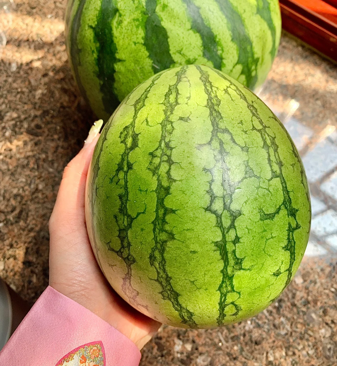 🏆🏆 Legnépszerűbb TOP 1! (Időben korlátozott ajánlat: Ingyenes műtrágya)🍉 Mini dinnyemagok lusta kertészeknek – Nem GMO, könnyen termeszthető🌱