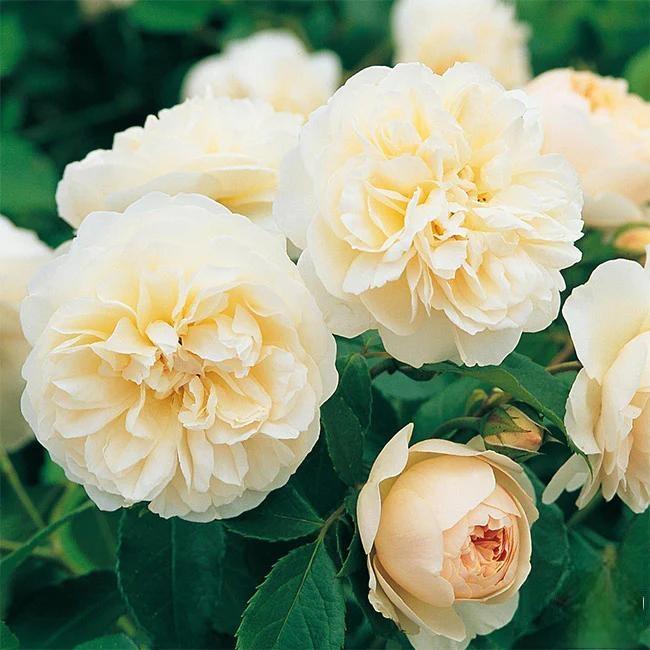 🌸 Рядки семена на катерлива роза Rosa Eden — лесни за отглеждане, ароматни, многогодишни цветове