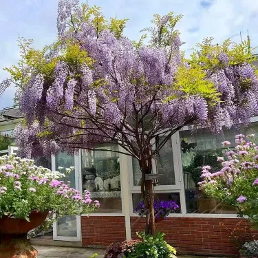 💜🌸 Lila vízesésként virágzó lilaakác, amely varázslatos hangulatot teremt a kertben ✨💜