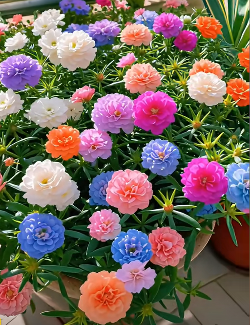 🏆 Villám akció⚡ Több mint 50 000 eladott darab! 🌞 Portulaca telt virágokkal – kivételes szépség, könnyű gondozás 🌸