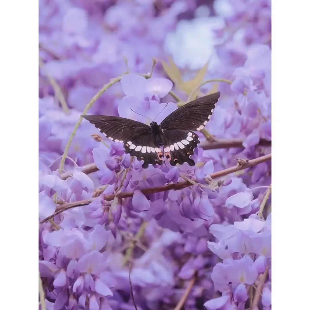 💜🌸 Lila vízesésként virágzó lilaakác, amely varázslatos hangulatot teremt a kertben ✨💜