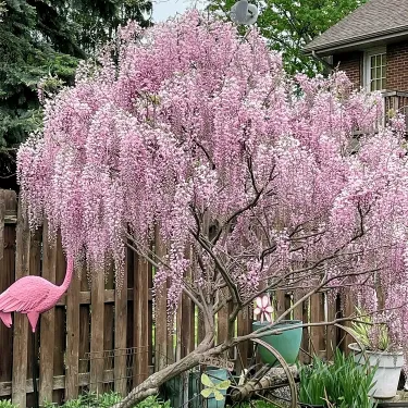 💜🌸 Lila vízesésként virágzó lilaakác, amely varázslatos hangulatot teremt a kertben ✨💜
