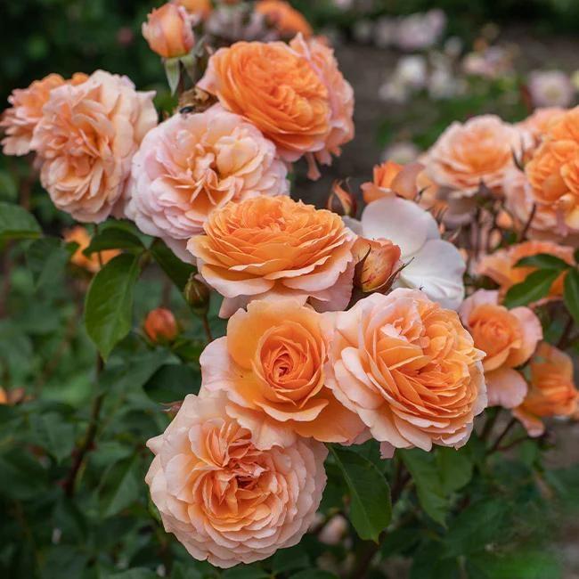 🌸 Ritka futórózsa magok Rosa Eden — könnyen termeszthető, illatos, évelő virágok