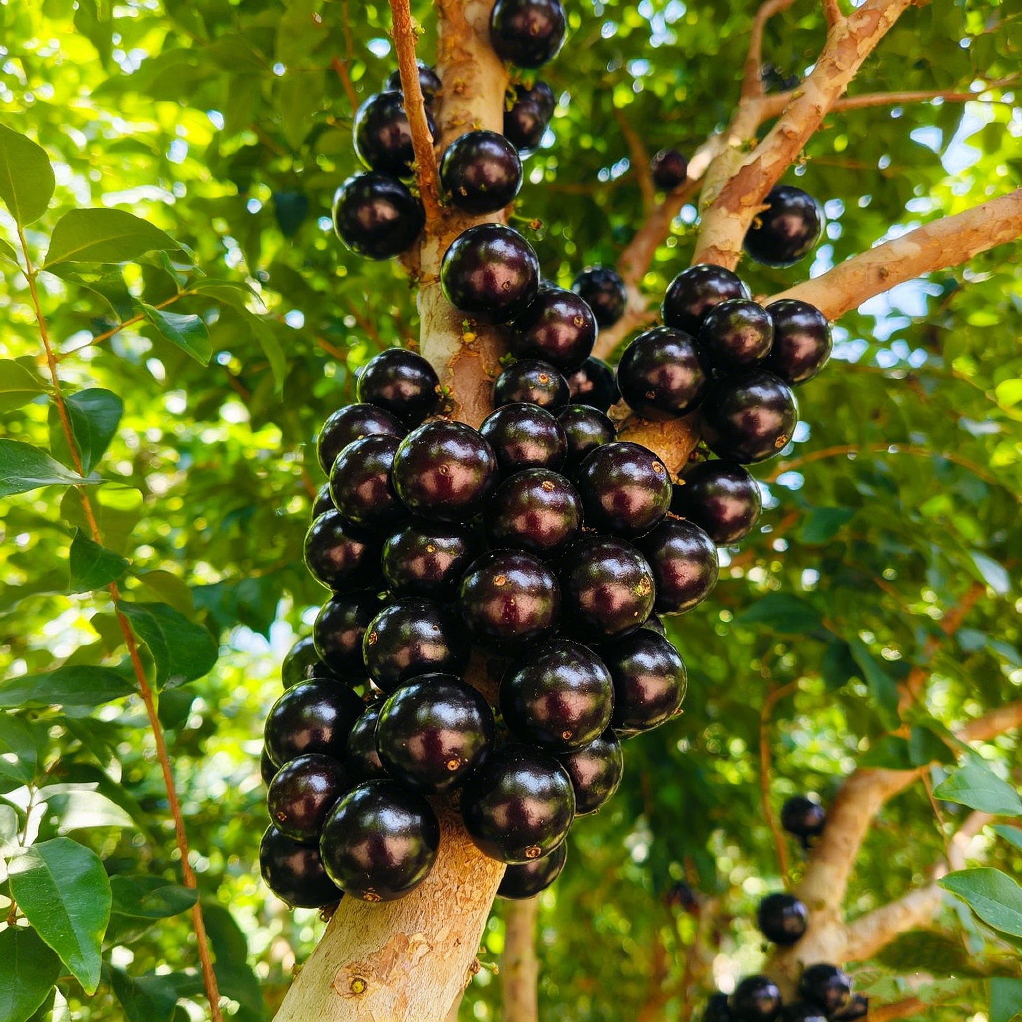 Jaboticaba egzotikus gyümölcsnövény-indító otthoni kertbe