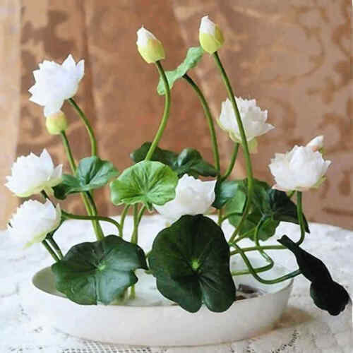 💖💖 Prémium Bonsai Lótuszvirág Magok - GMO-mentes, örökségnek számító vízikerti növény