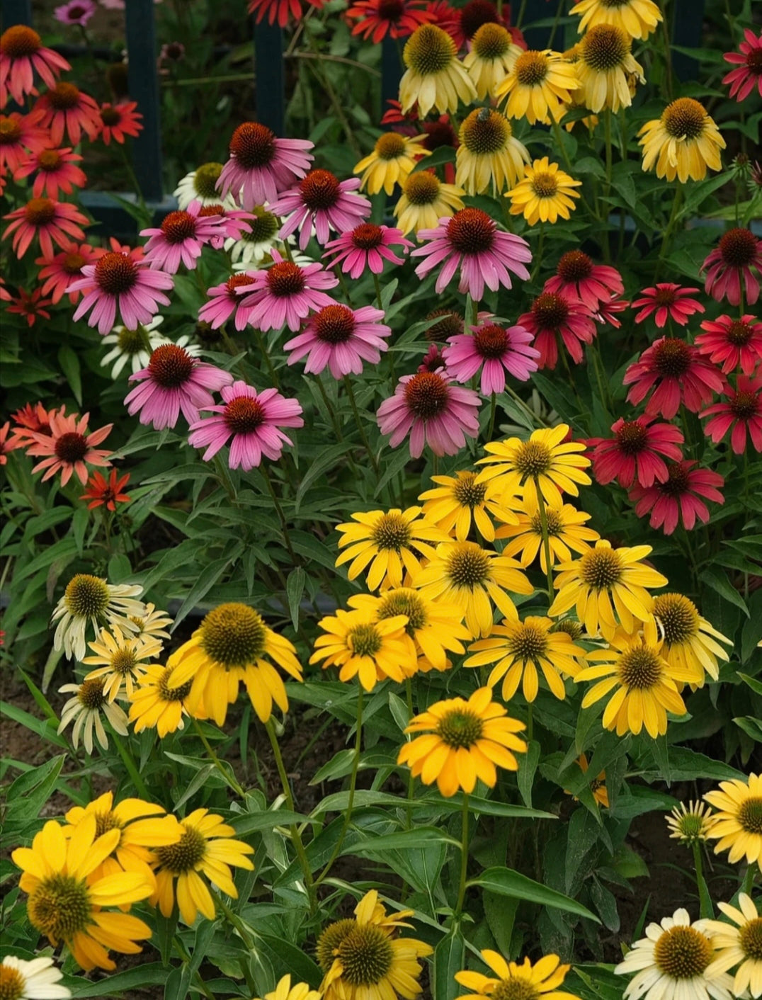 Semena třapatkovky nachové (Echinacea purpurea)