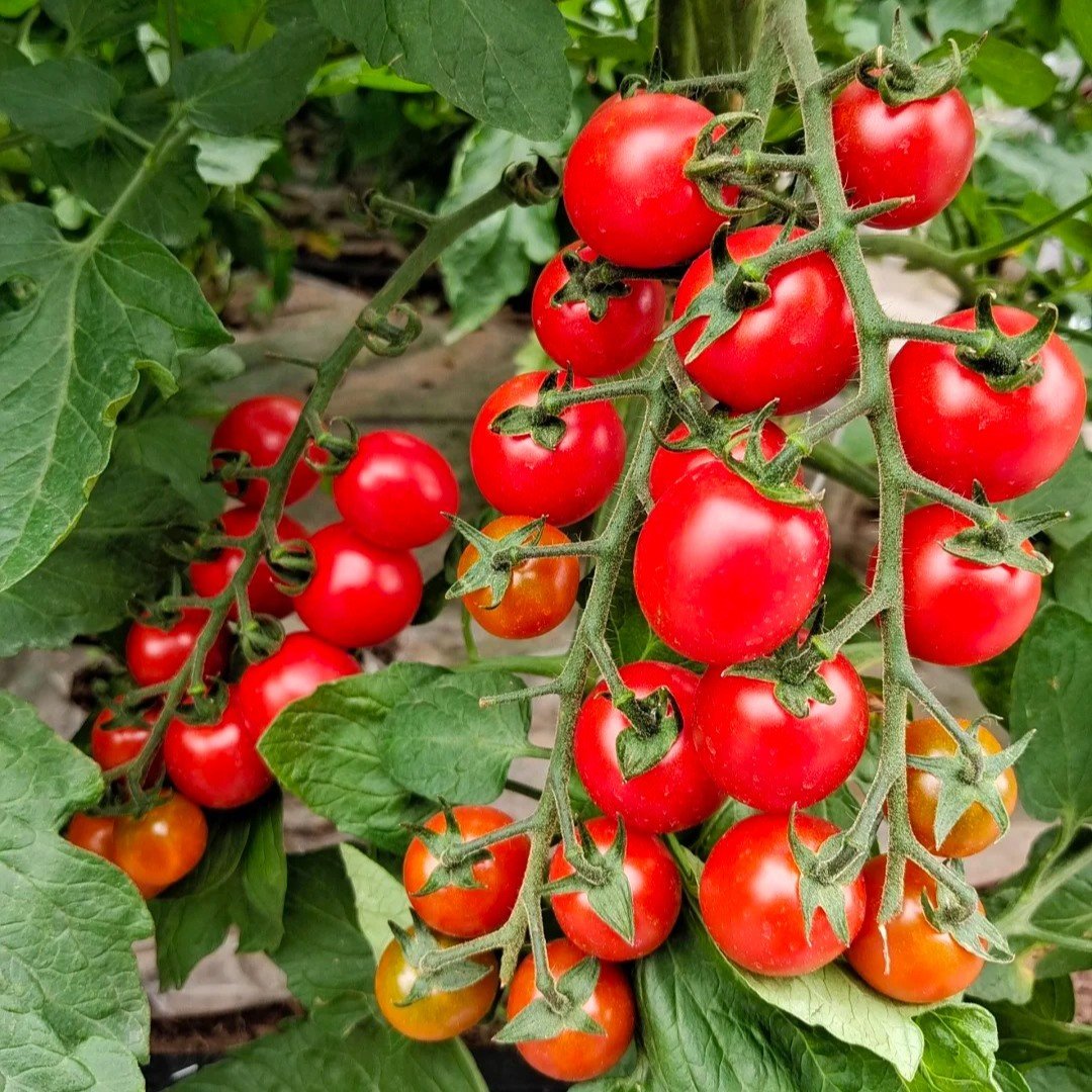 Fresh Waterfall Tomatoes