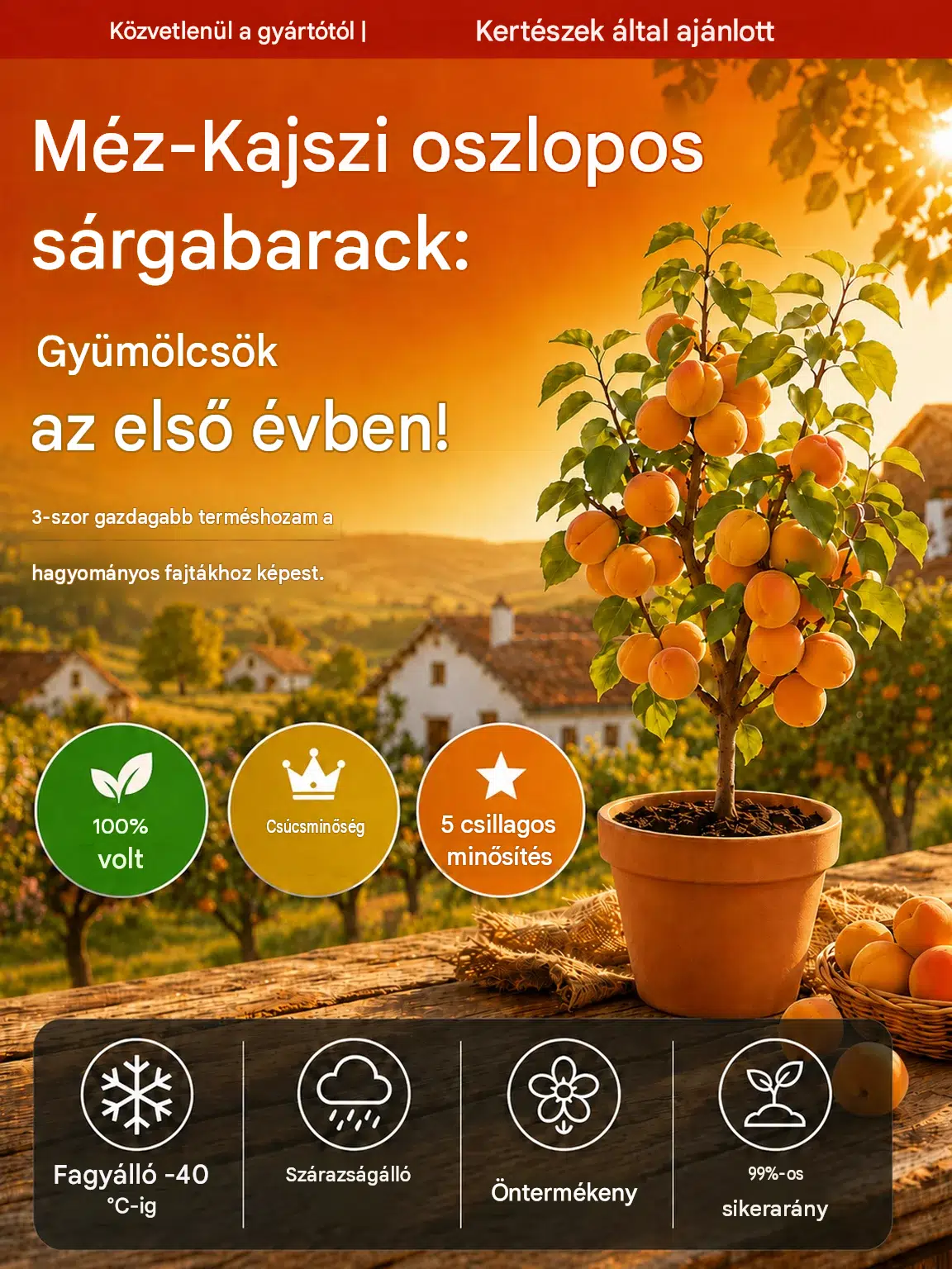 Szuperédes és lédús királyi sárgabarackmagok