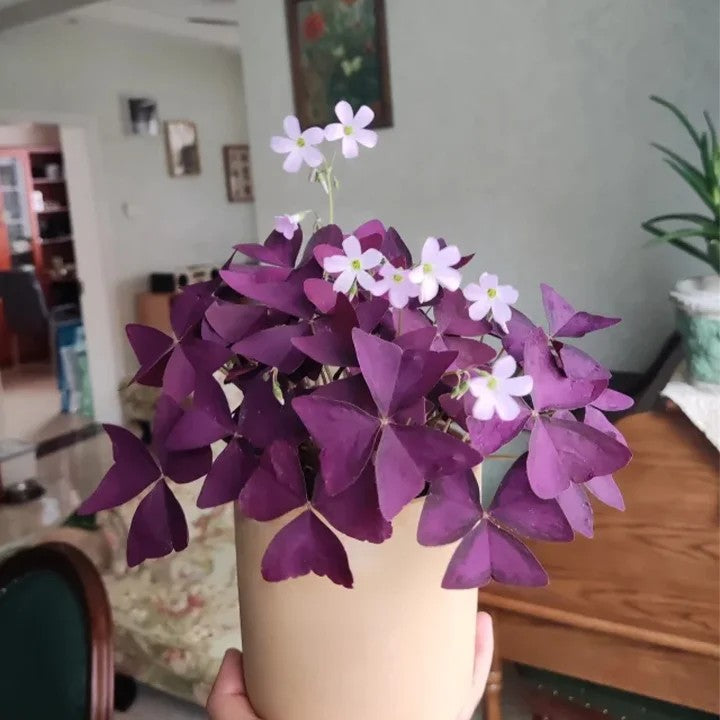 🔥Oxalis Triangularis Purple Shamrock Cibule rostliny Hodně štěstí