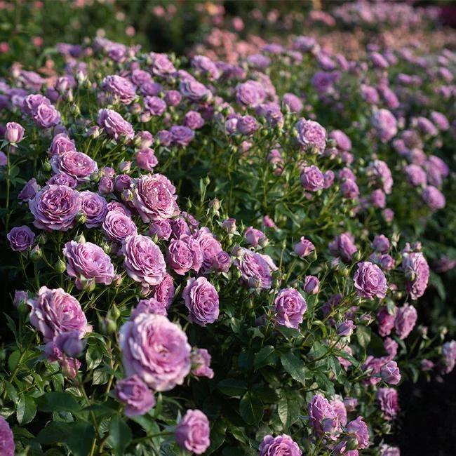 🌸 Ritka futórózsa magok Rosa Eden — könnyen termeszthető, illatos, évelő virágok