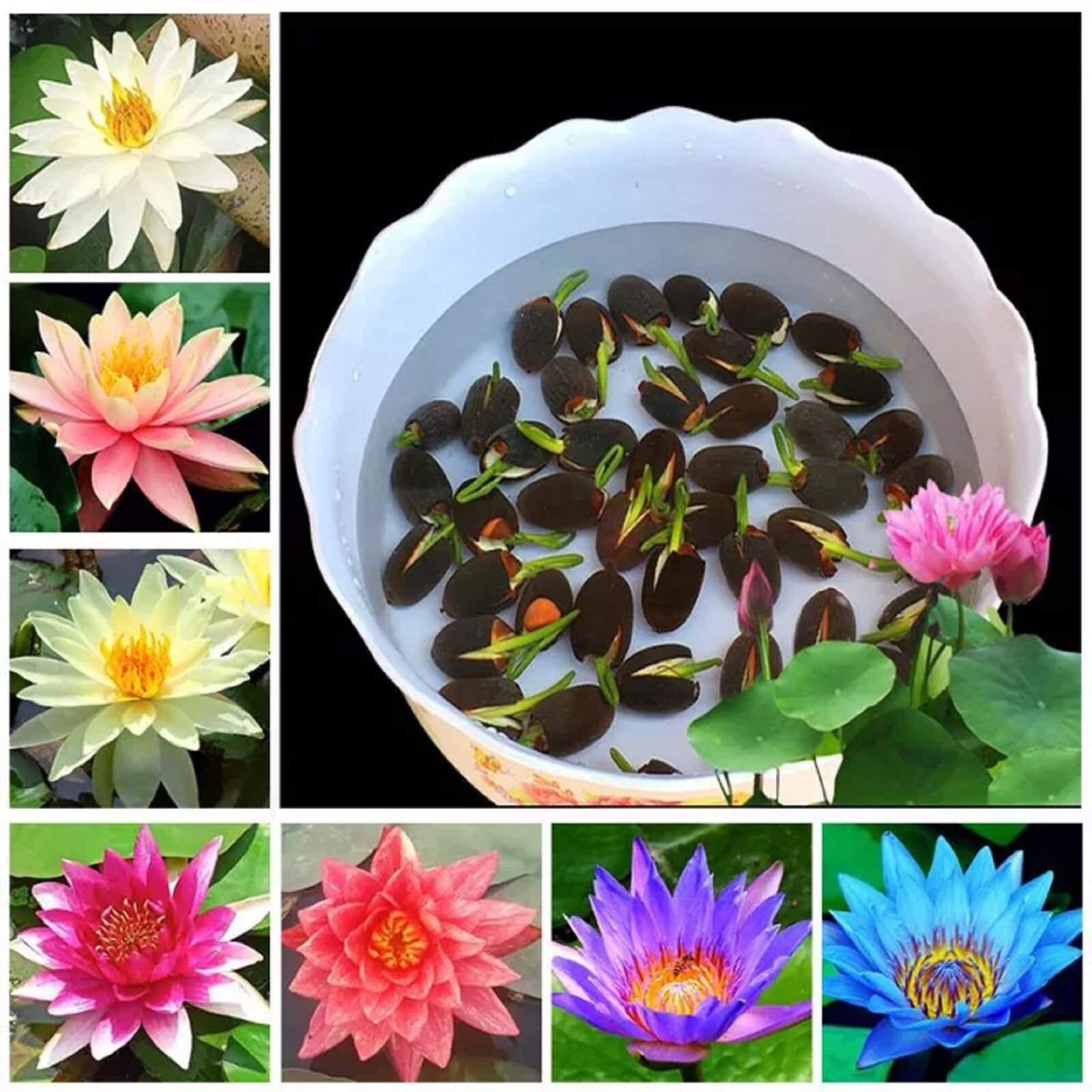 💖💖 Prémium Bonsai Lótuszvirág Magok - GMO-mentes, örökségnek számító vízikerti növény