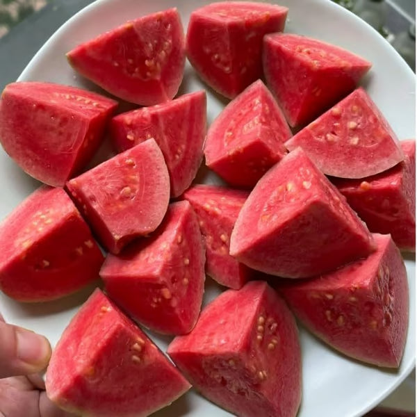 🌱 Guava magok – könnyen termeszthető, édes és lédús gyümölcsök