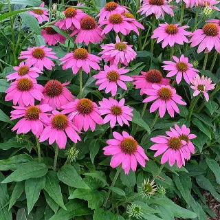 Semena třapatkovky nachové (Echinacea purpurea)