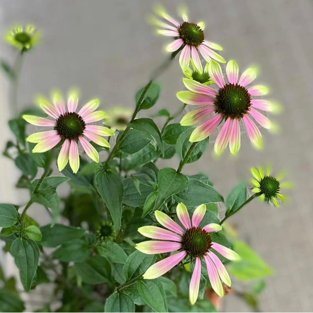 Semena třapatkovky nachové (Echinacea purpurea)