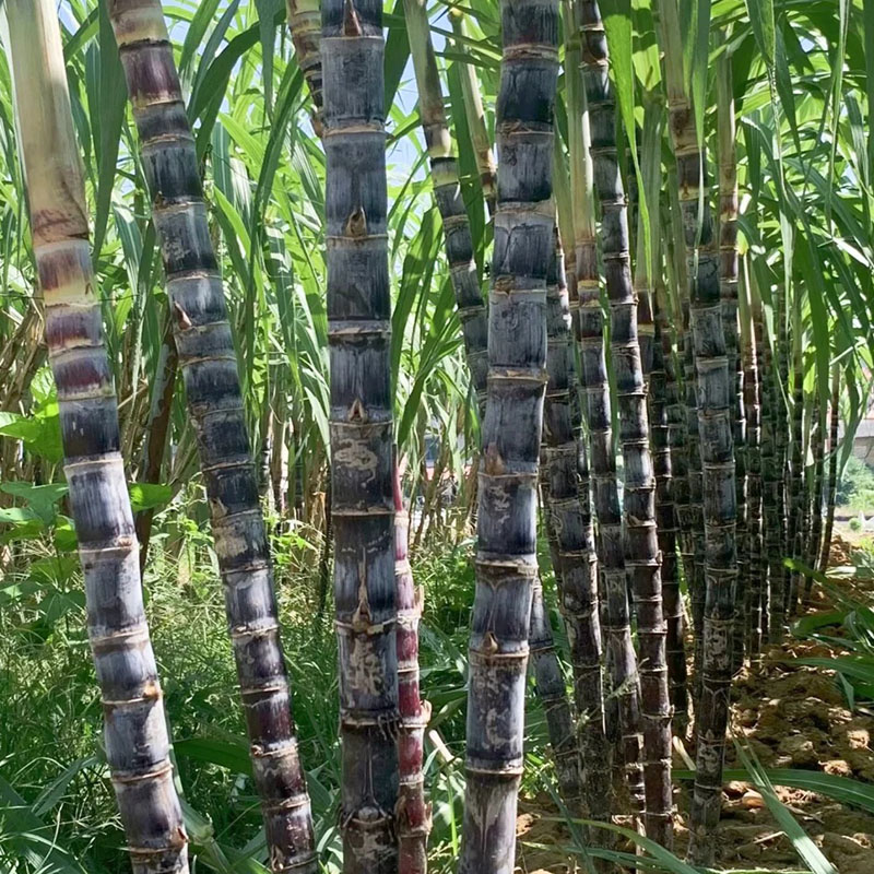 🌱Termessz saját cukornádat – magas csírázási arányú magok ✨ az egyszerű otthoni kertészkedéshez🌿!