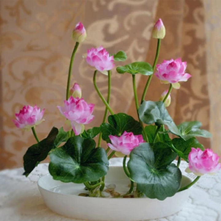 💖💖 Prémium Bonsai Lótuszvirág Magok - GMO-mentes, örökségnek számító vízikerti növény