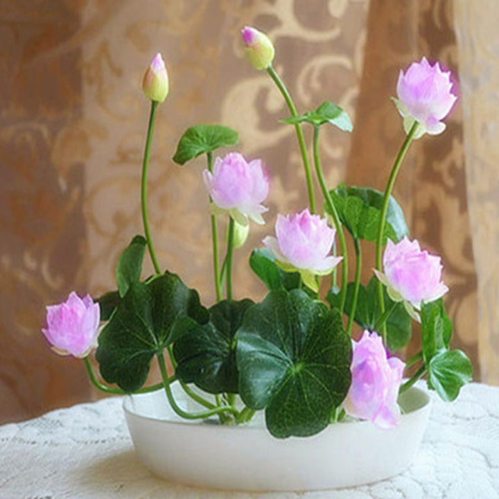 💖💖 Prémium Bonsai Lótuszvirág Magok - GMO-mentes, örökségnek számító vízikerti növény