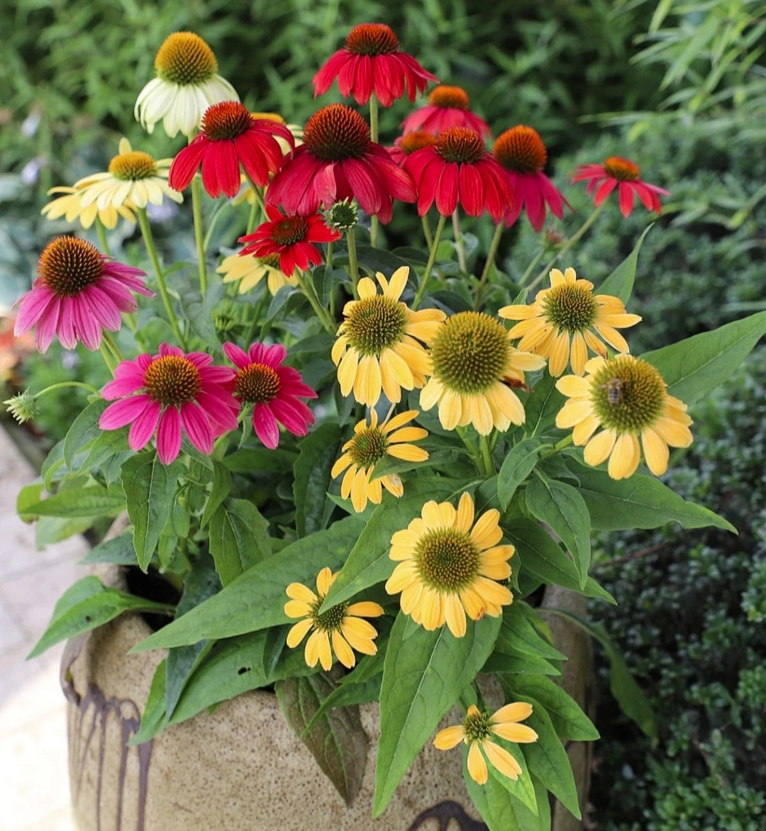 Semena třapatkovky nachové (Echinacea purpurea)