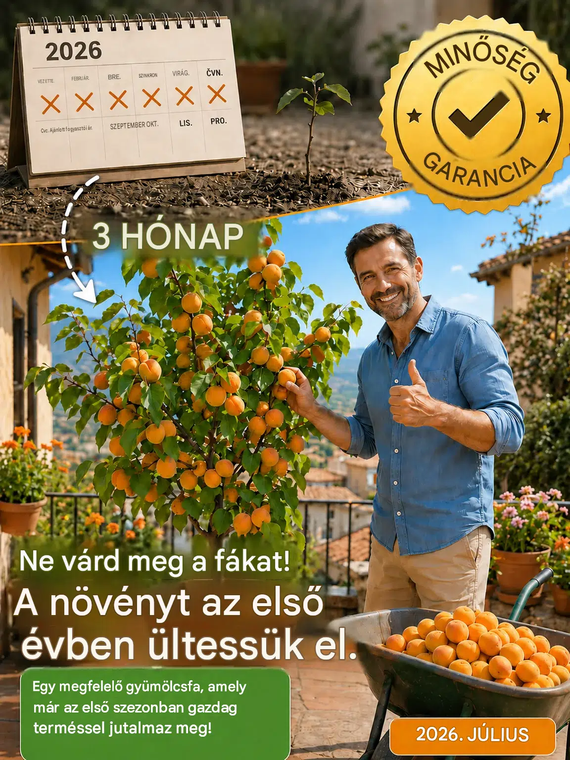 Szuperédes és lédús királyi sárgabarackmagok