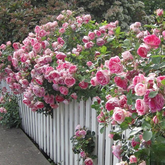🌸 Ritka futórózsa magok Rosa Eden — könnyen termeszthető, illatos, évelő virágok