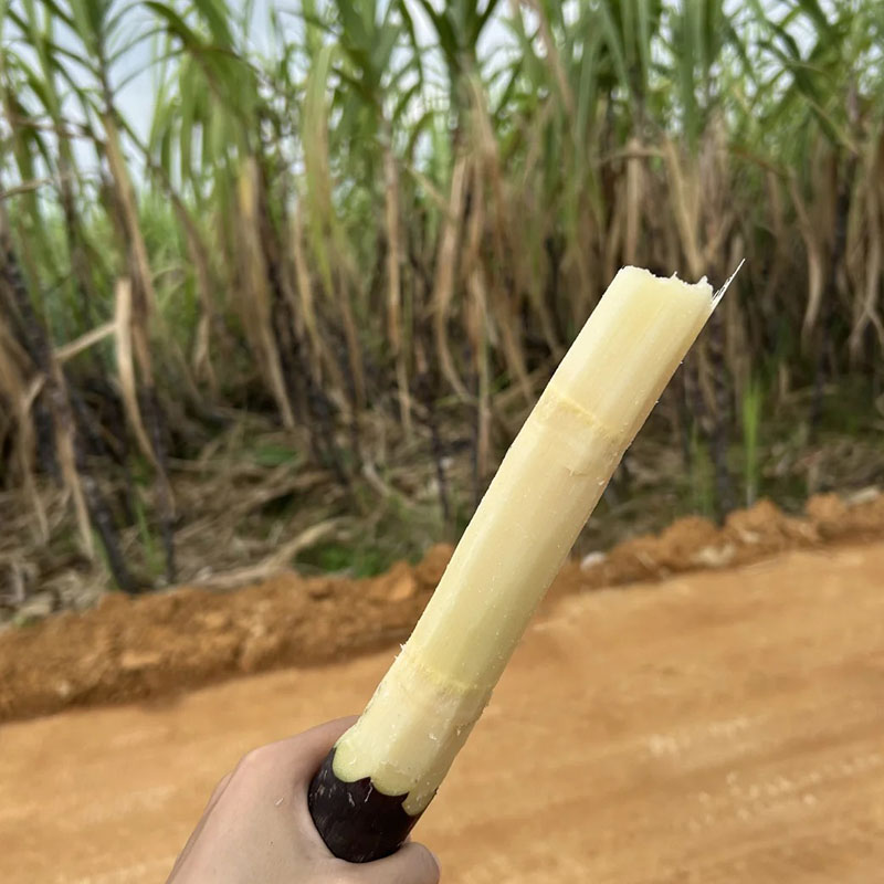 🌱Termessz saját cukornádat – magas csírázási arányú magok ✨ az egyszerű otthoni kertészkedéshez🌿!