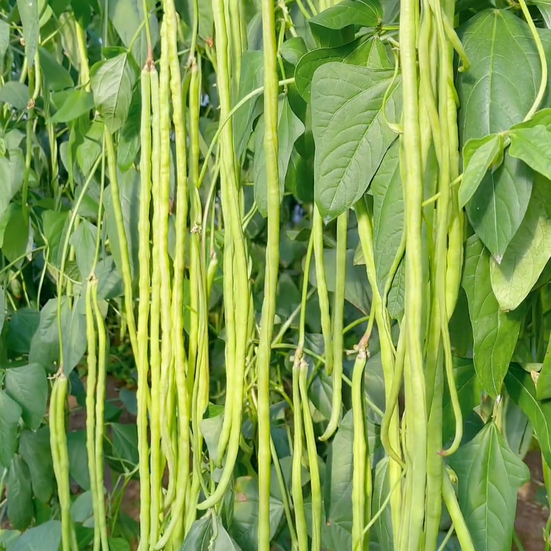 🌱 Hosszúbab: magas hozamú, gyors betakarítású zöldség 🌿