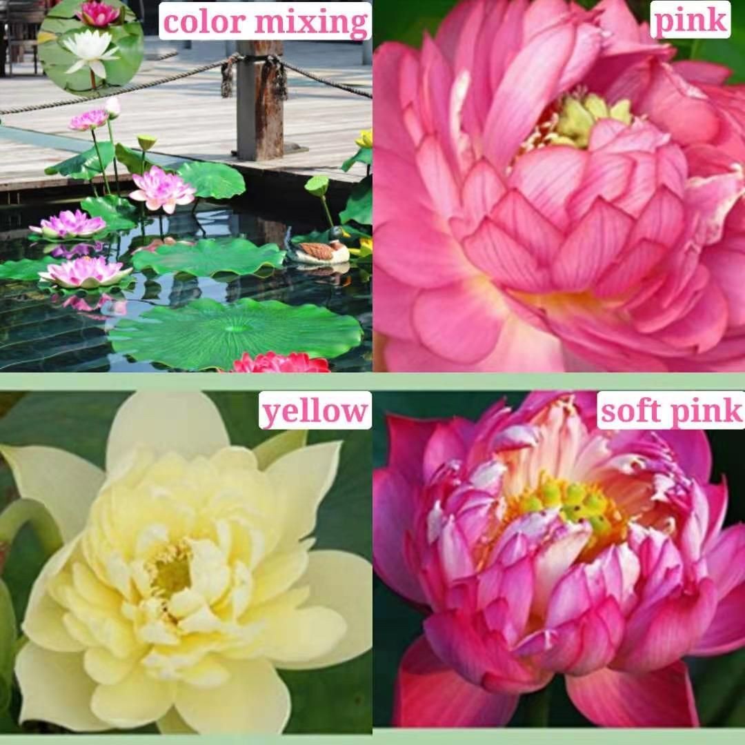 💖💖 Prémium Bonsai Lótuszvirág Magok - GMO-mentes, örökségnek számító vízikerti növény
