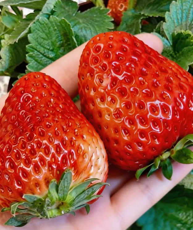 🍓 Óriás epermagok tejszínnel 🍓 - Édes csemege a kertedbe! 😍