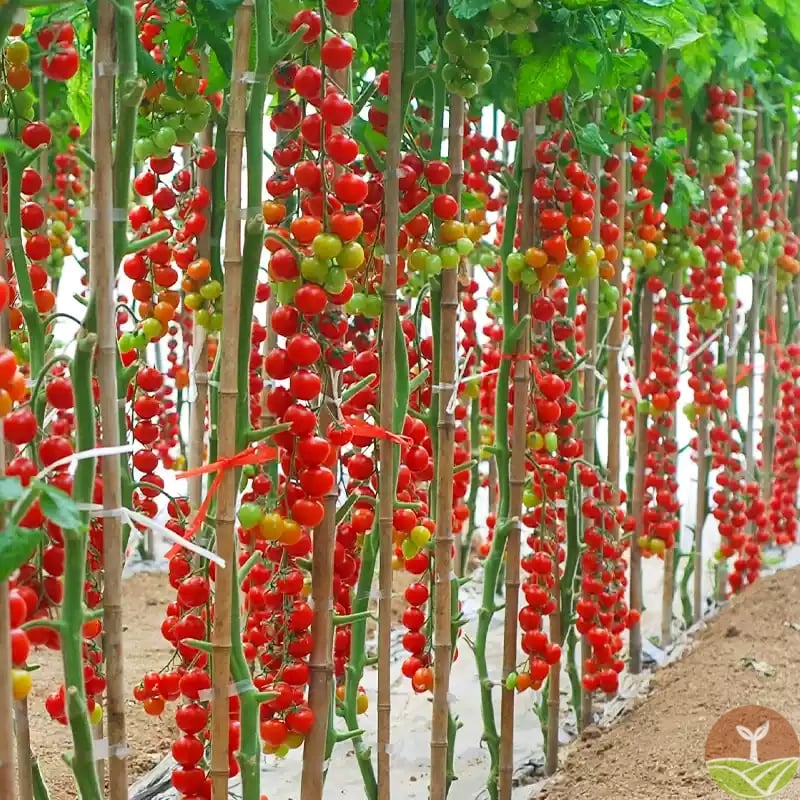 Tomato Harvest
