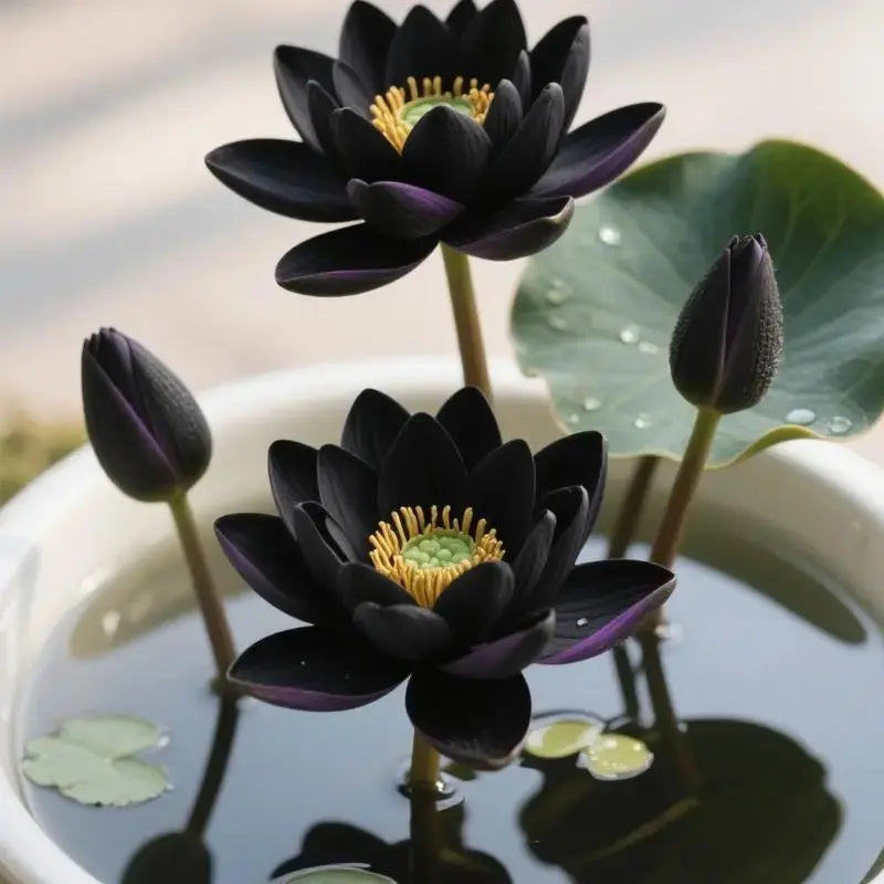 💖💖 Prémium Bonsai Lótuszvirág Magok - GMO-mentes, örökségnek számító vízikerti növény