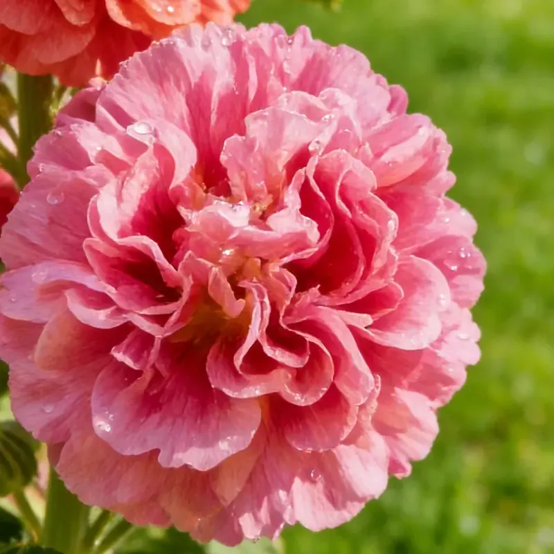 🌺Semena plnokvěté topolovky🌺(🌱Zaručené ujmutí: Bezplatná náhrada🌿)