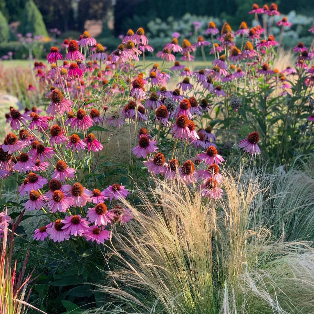 Semena třapatkovky nachové (Echinacea purpurea)