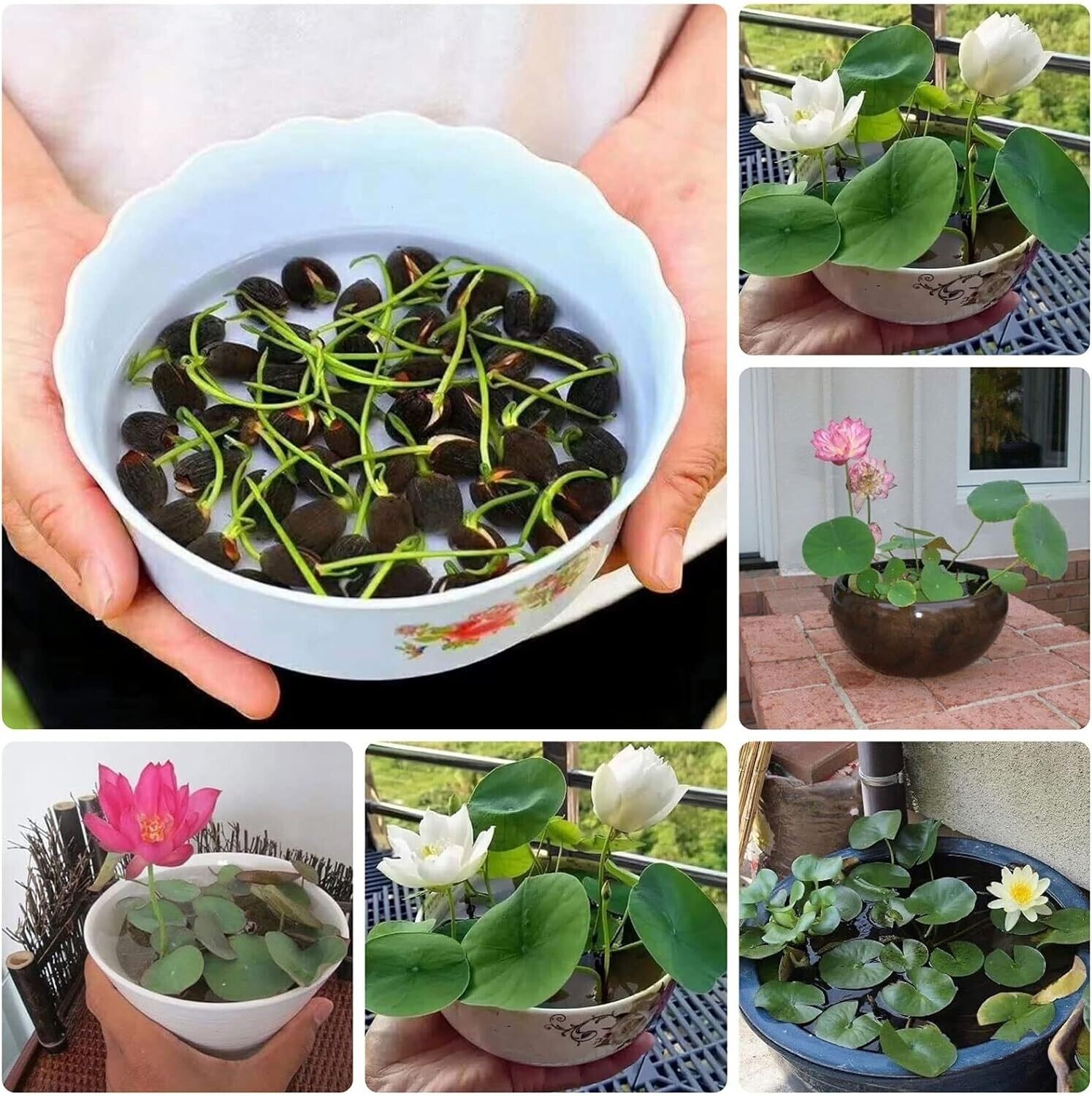 💖💖 Prémium Bonsai Lótuszvirág Magok - GMO-mentes, örökségnek számító vízikerti növény