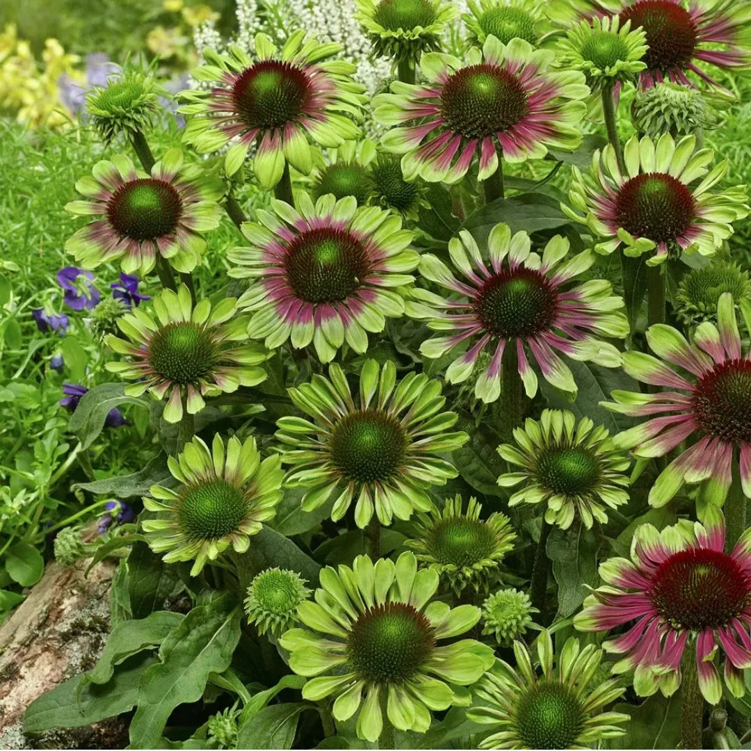 Semena třapatkovky nachové (Echinacea purpurea)