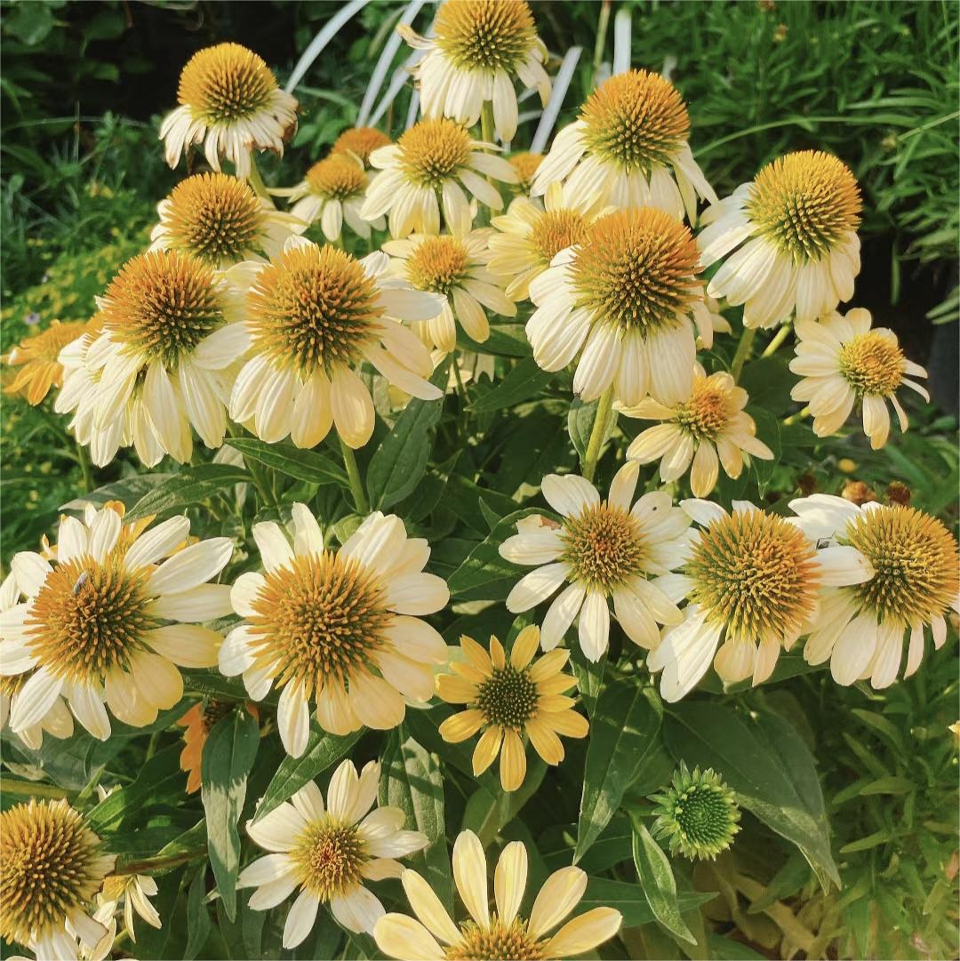 Semena třapatkovky nachové (Echinacea purpurea)